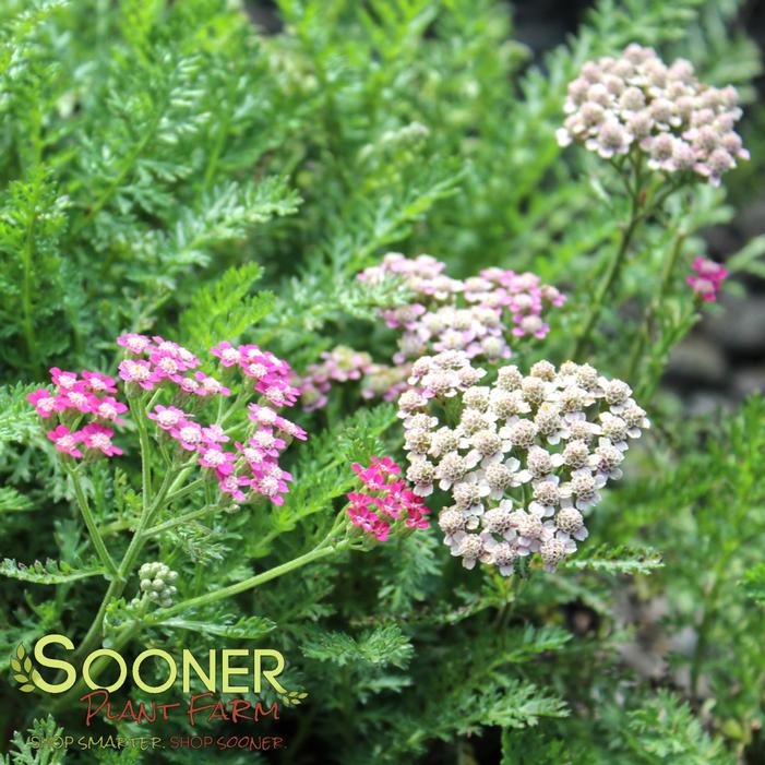 Image property of Sooner Plant Farm, Inc.