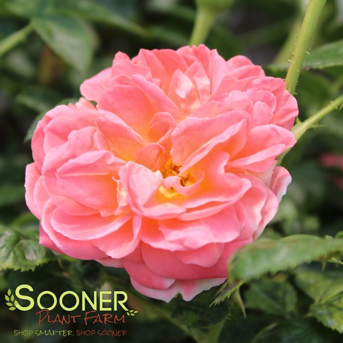 Rosa x 'RADslam'