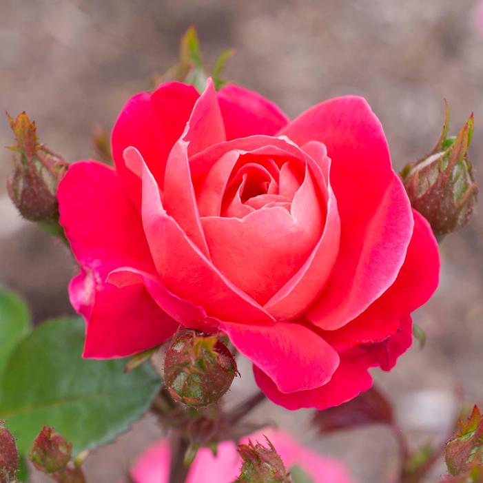 BRICK HOUSE® PINK FLORIBUNDA ROSE