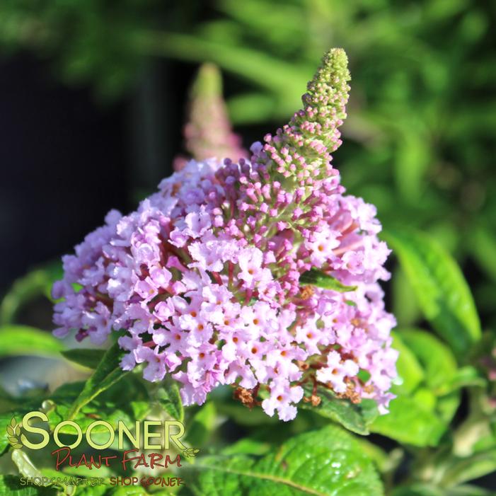 Image property of Sooner Plant Farm, Inc.