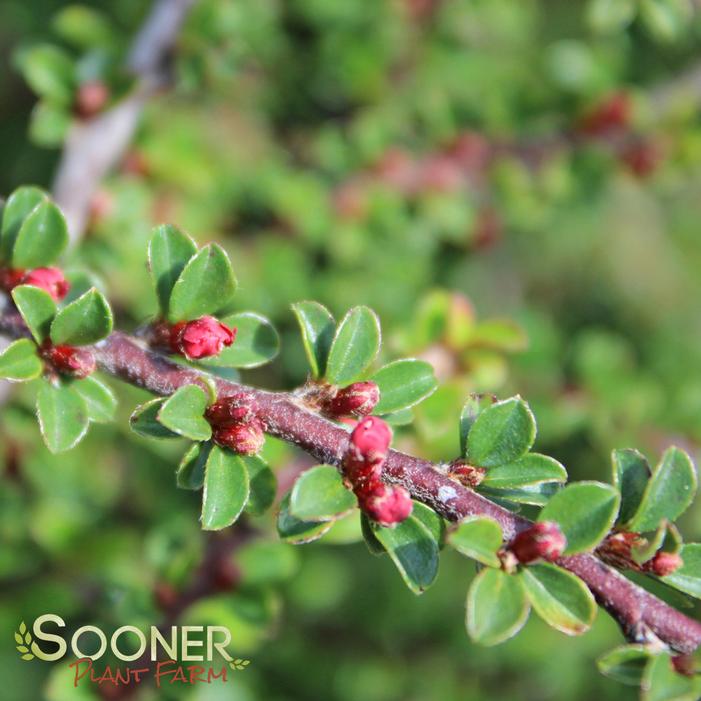 TOM THUMB COTONEASTER