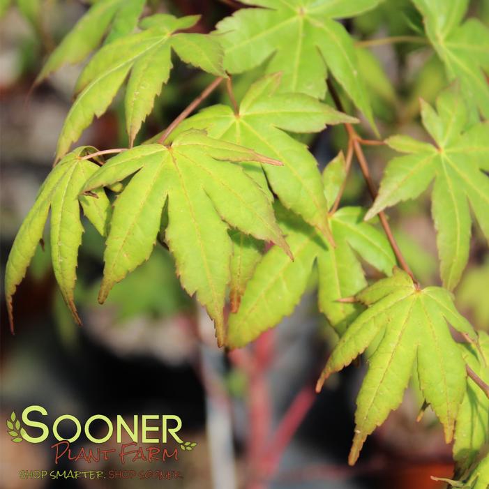 SIR DAMON CORAL BARK UPRIGHT JAPANESE MAPLE