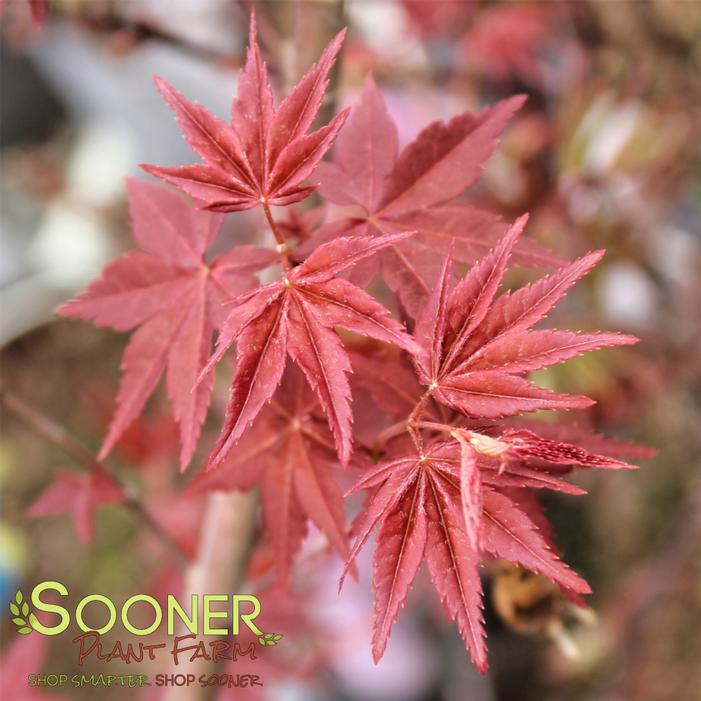 OTOME ZAKURA JAPANESE MAPLE
