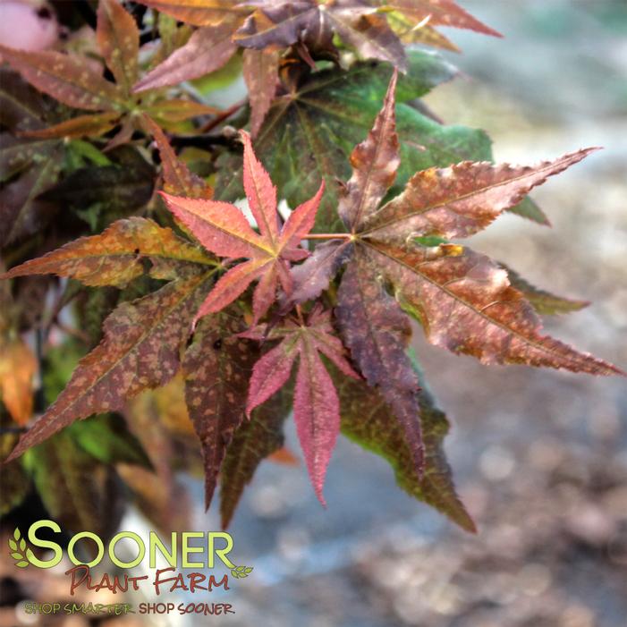 DARK GHOST JAPANESE MAPLE