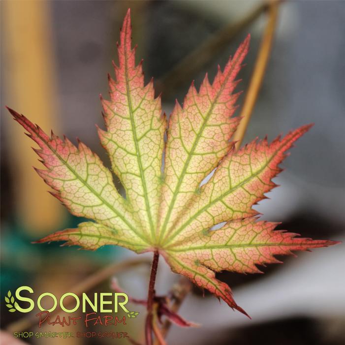 FIREFLY JAPANESE MAPLE