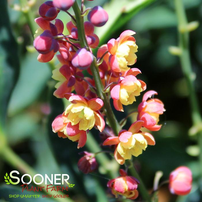 DRAGON SCALES™ MAHONIA