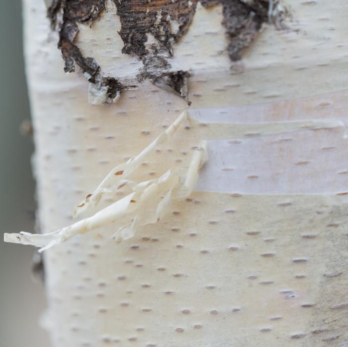 PARKLAND PILLAR® BIRCH - FORMAL STYLE