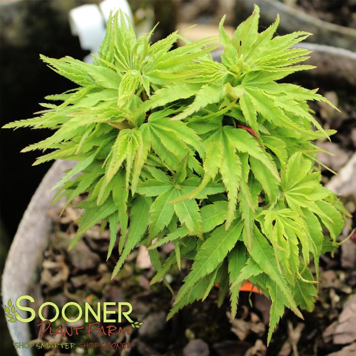 TATTOO DWARF UPRIGHT JAPANESE MAPLE