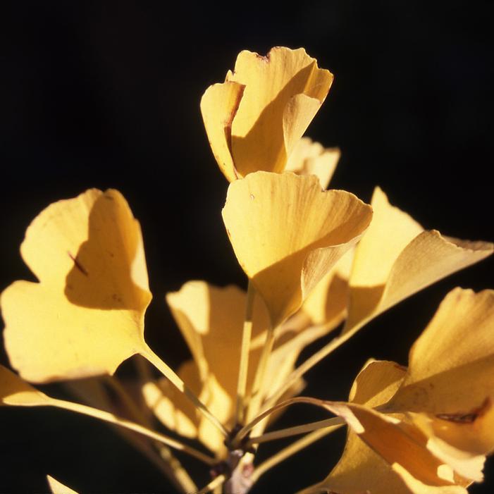PRESIDENTIAL GOLD® GINKGO