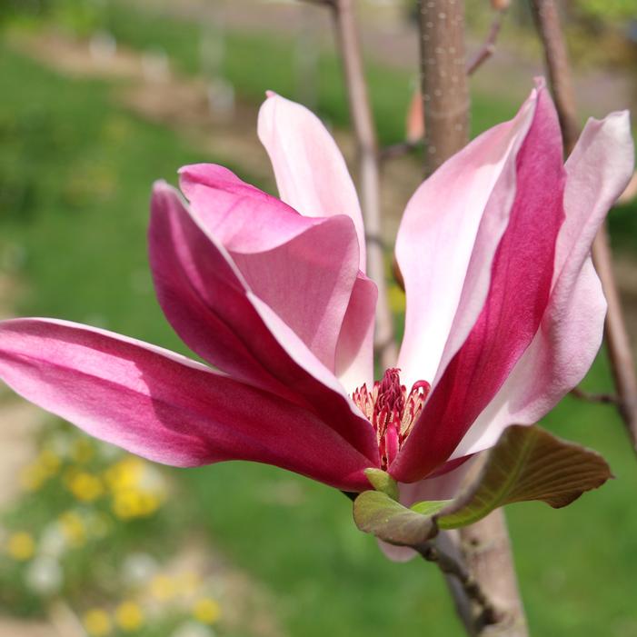 MERCURY® MAGNOLIA