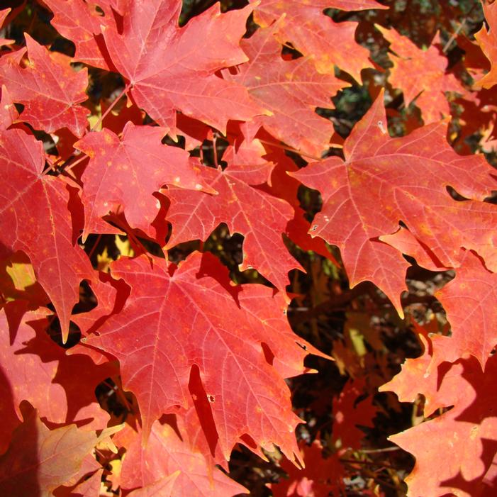 POWDER KEG® CADDO SUGAR MAPLE