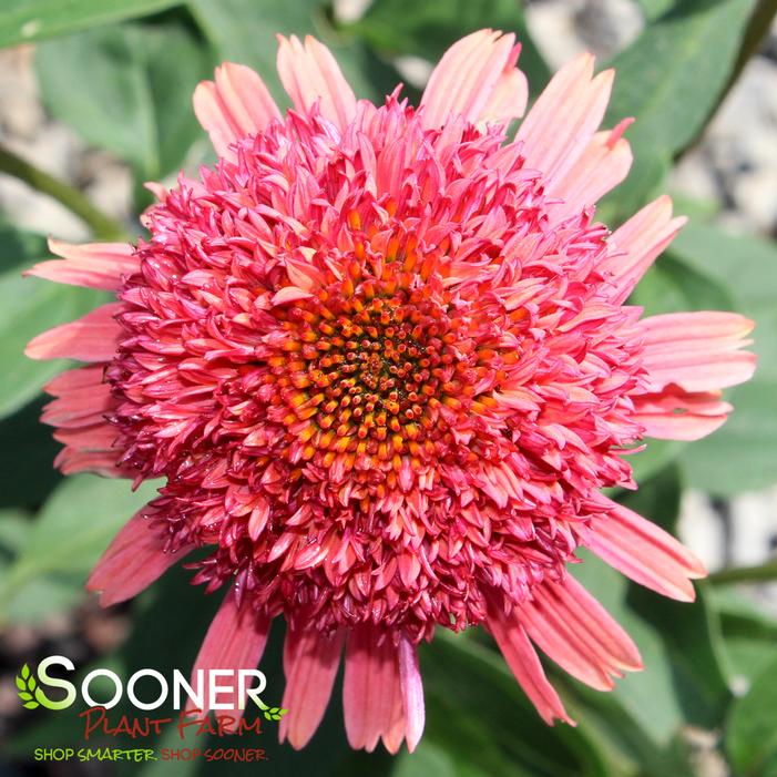CARA MIA™ CARMINE CONEFLOWER