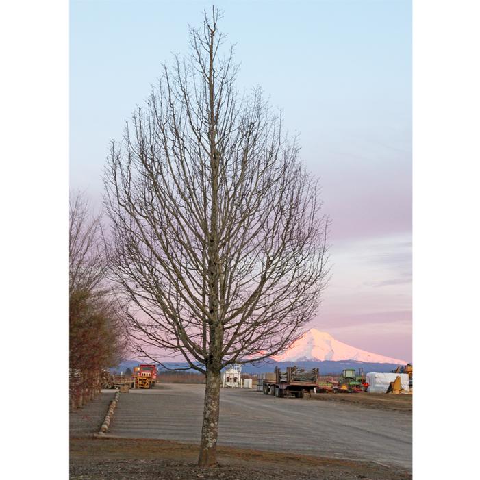 EMERALD AVENUE® EUROPEAN HORNBEAM