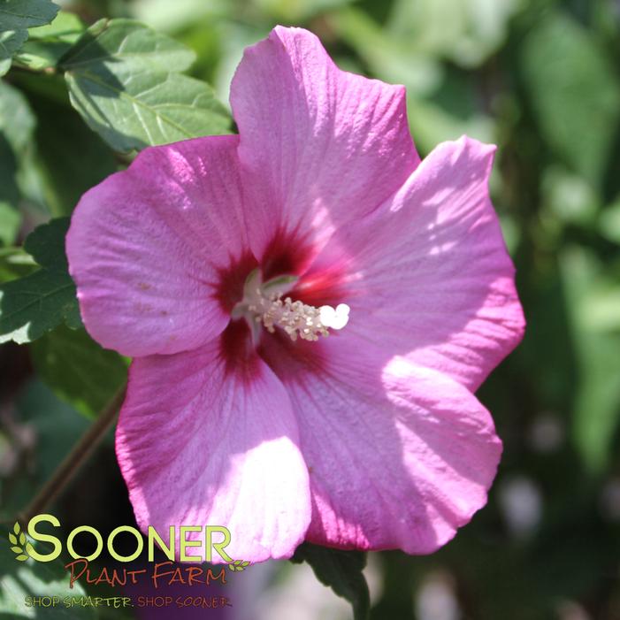 Image property of Sooner Plant Farm, Inc.