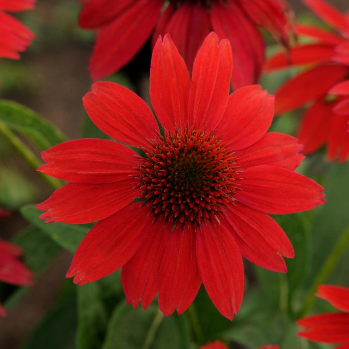 SOMBRERO® SALSA RED CONEFLOWER