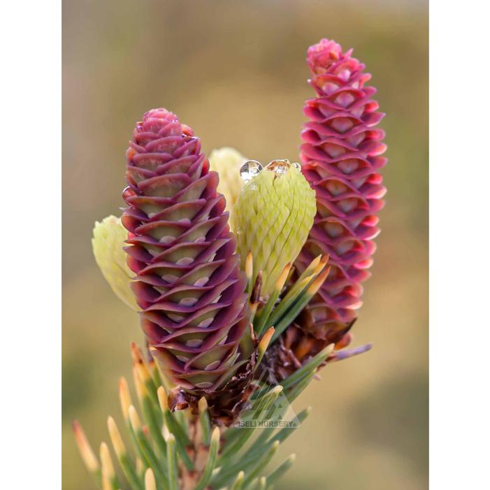 MAC'S GOLD WHITE SPRUCE