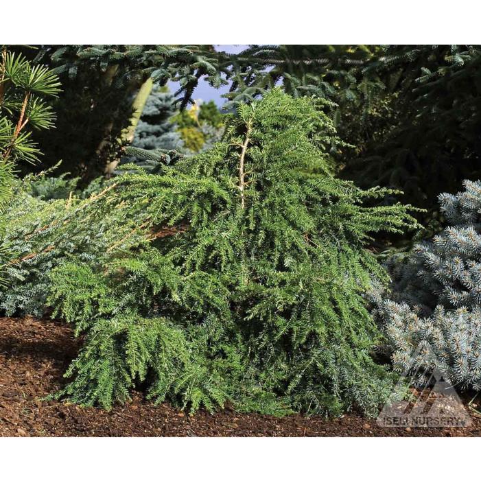 DAWSON'S CANADIAN HEMLOCK