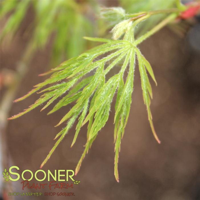 LEMON LIME LACE DWARF WEEPING JAPANESE MAPLE