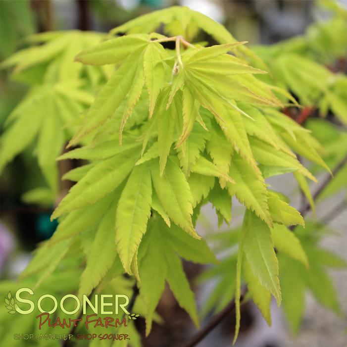 YELLOW CASCADE DWARF WEEPING JAPANESE MAPLE