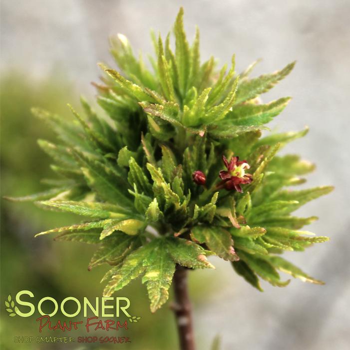 RYUGU DWARF JAPANESE MAPLE