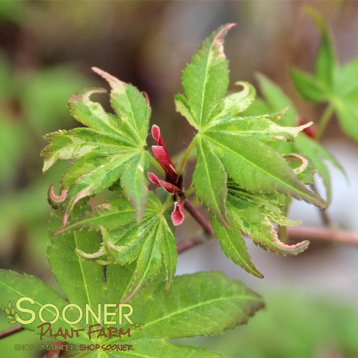 ASAHI ZURU JAPANESE MAPLE