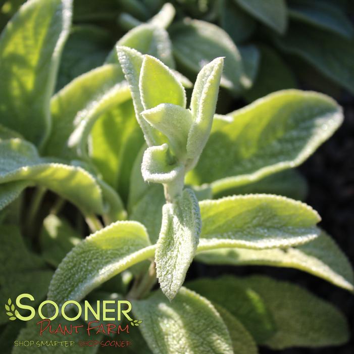 Image property of Sooner Plant Farm, Inc.