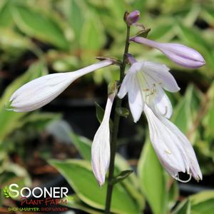 PATRIOT HOSTA