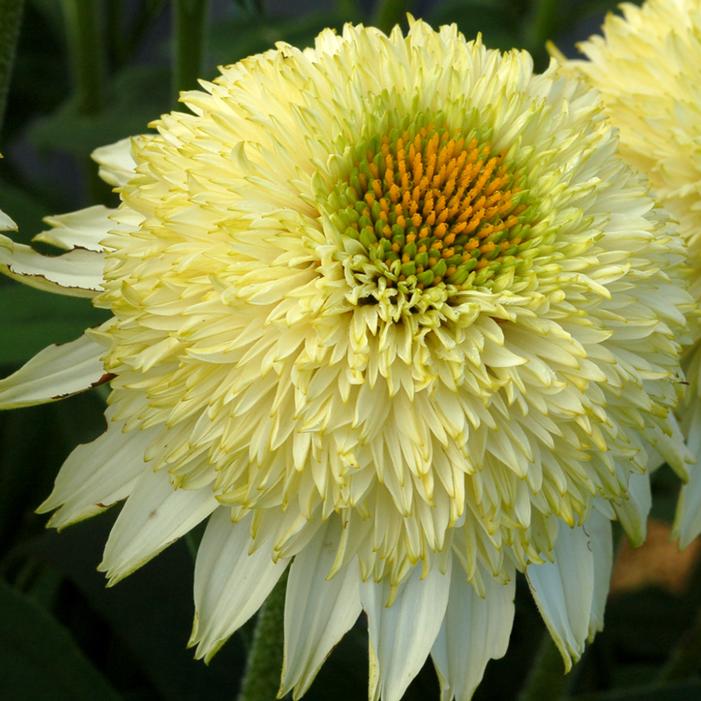 PUFF® VANILLA CONEFLOWER