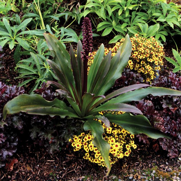 TERRA NOVA® ZULU FLAME PINEAPPLE LILY