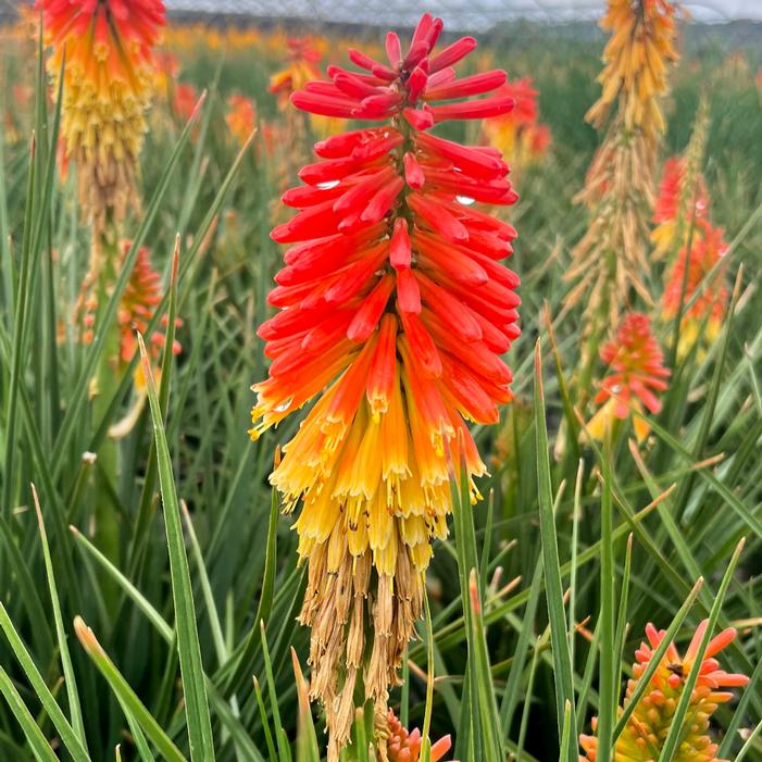 ROCKET JR. RED HOT POKER