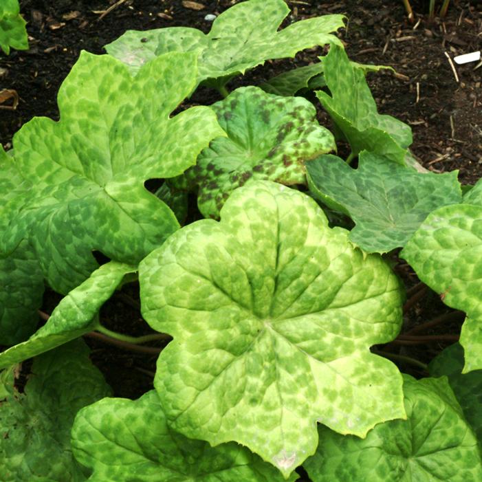 SPOTTY DOTTY MAYAPPLE