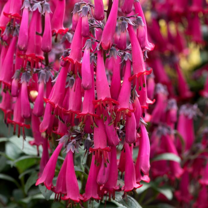 COLORBURST™ ROSE CAPE FUCHSIA