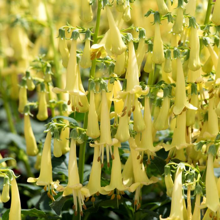 COLORBURST™ YELLOW CAPE FUCHSIA