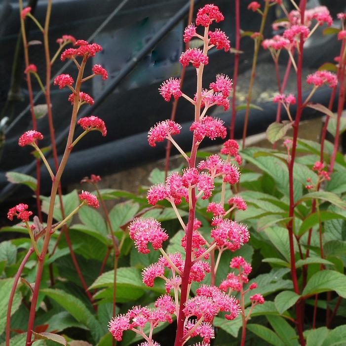 BRONZE PEACOCK RODGERSIA