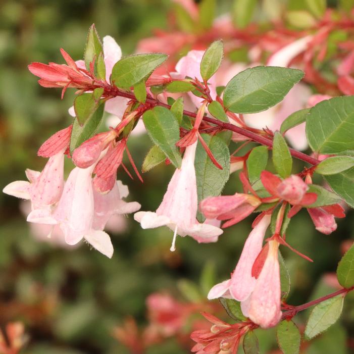PINK PIÑATA™ ABELIA