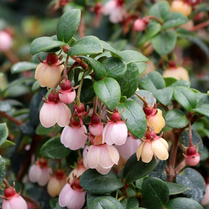 CANDYBOX™ CHILEAN GUAVA