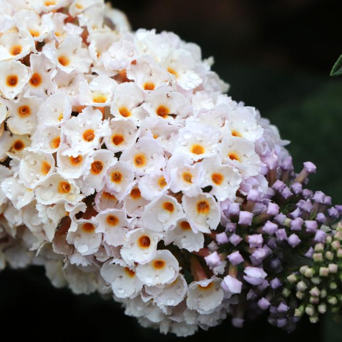 PUGSTER SORBET™ BUTTERFLY BUSH
