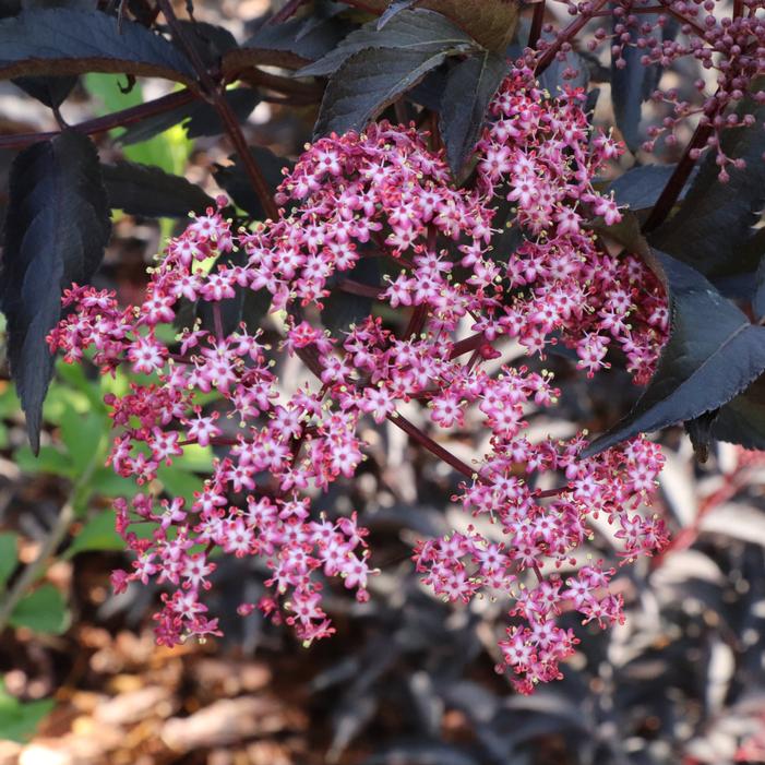 PINK PONY™ ELDERBERRY