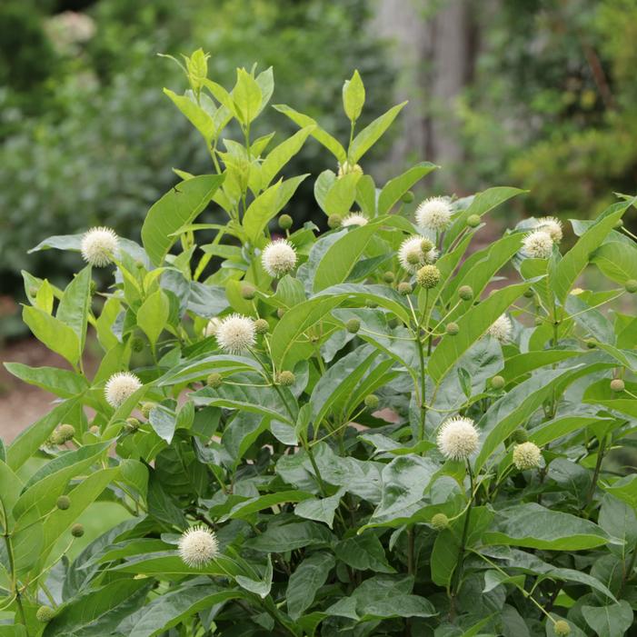 SUGAR SHACK® 2.0 BUTTONBUSH