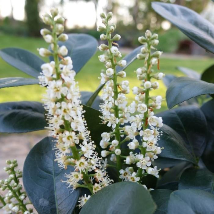 JADE TURTLE™ CHERRY LAUREL