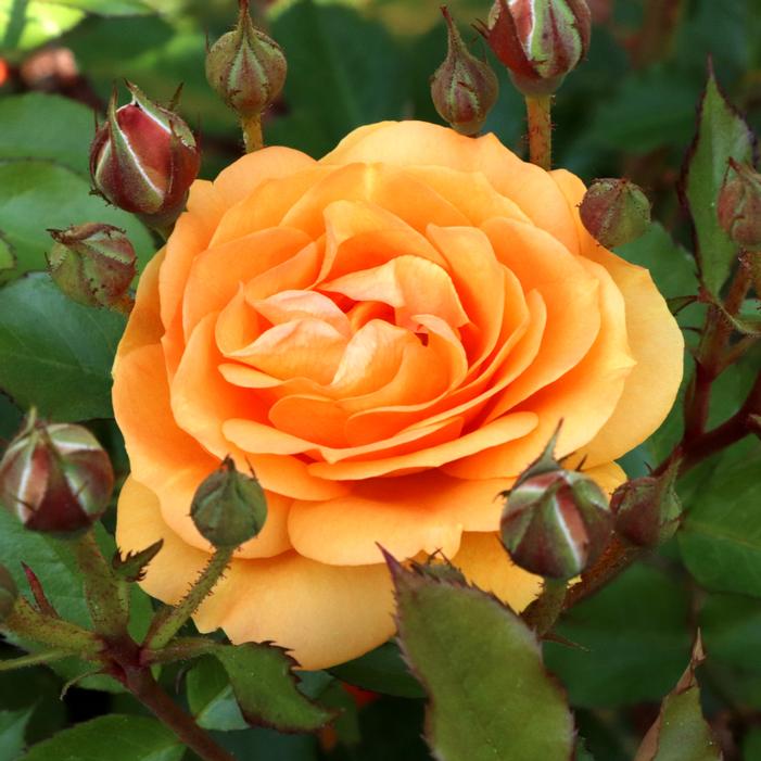 REMINISCENT® GINGER ROSE