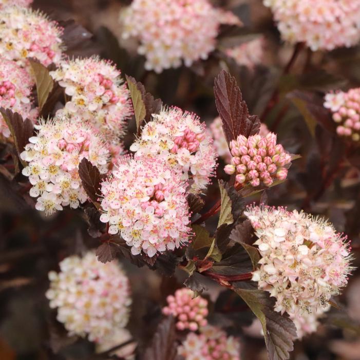 SUMMER WINE® ROSÉ NINEBARK