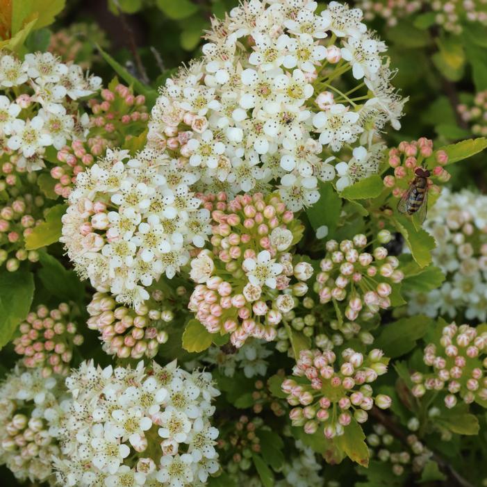 PICKLEBALL™ NINEBARK