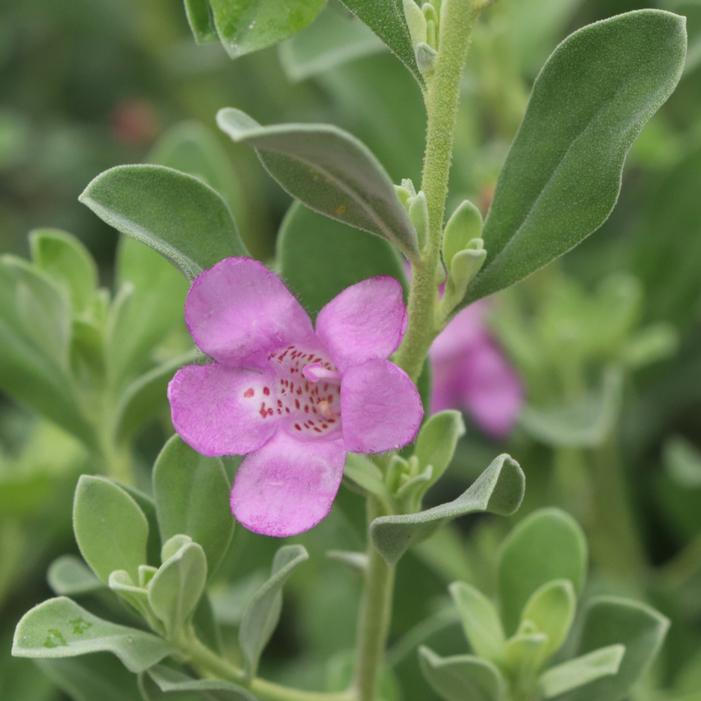 TRAILBLAZER™ SILVER SAGE