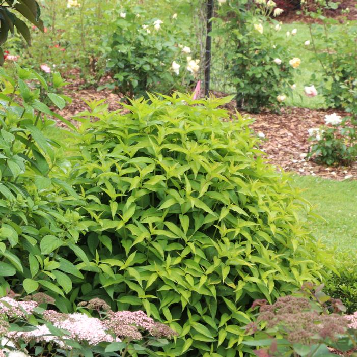 KODIAK® GREEN BUSH HONEYSUCKLE