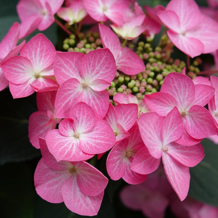 LET'S DANCE HOT STEPPER™ HYDRANGEA