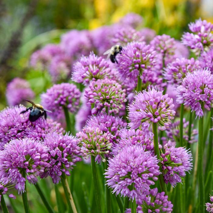 ALL THE BUZZ ORNAMENTAL ONION