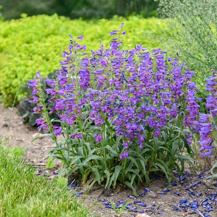 BEJEWELED® LAVENDER SAPPHIRES BEARDTONGUE