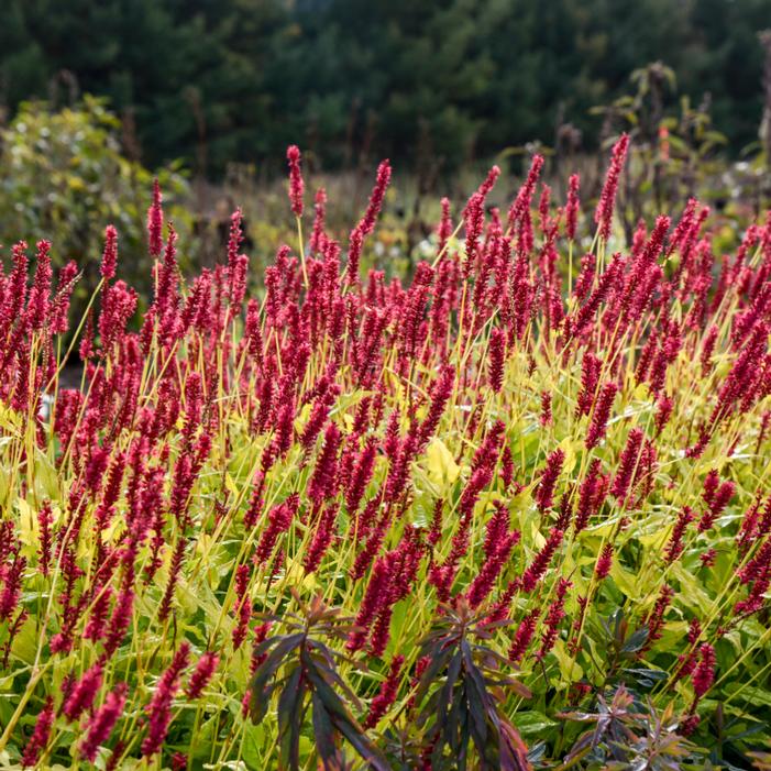 GLOWING REVIEWS MOUNTAIN FLEECE FLOWER