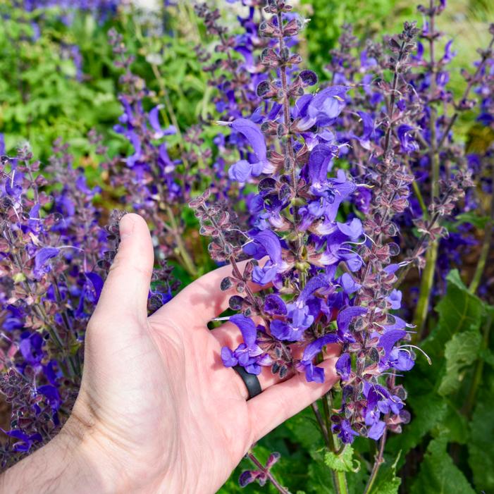 LIVING LARGE® DARK SKY SALVIA